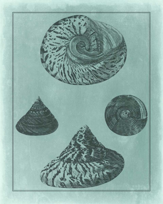 Picture of SPA SHELL COLLECTION II