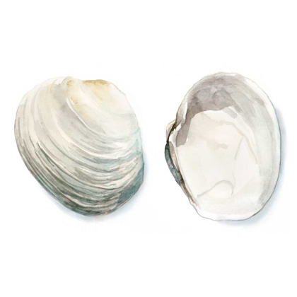 Picture of WATERCOLOR SHELLS II