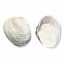 Picture of WATERCOLOR SHELLS II