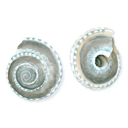 Picture of WATERCOLOR SHELLS IV