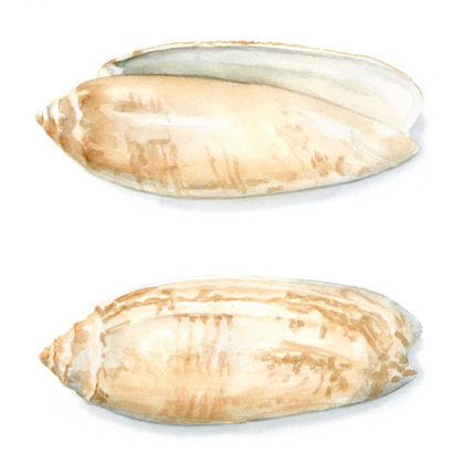 Picture of WATERCOLOR SHELLS V