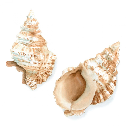 Picture of WATERCOLOR SHELLS VII