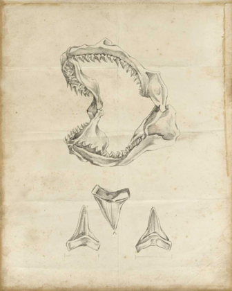 Picture of SHARK STUDY II