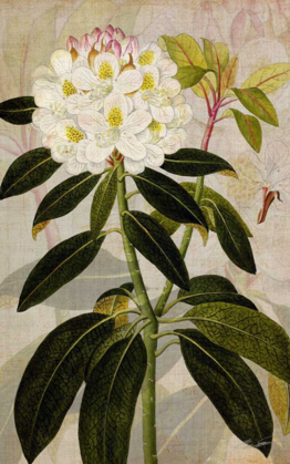 Picture of RHODODENDRON I