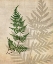 Picture of BRITISH FERNS III
