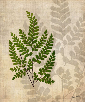 Picture of BRITISH FERNS VI