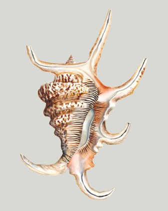 Picture of SPIDER CONCH