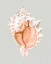 Picture of PINK MUREX