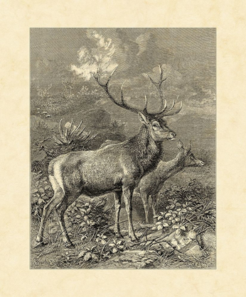 Picture of VINTAGE ROE DEER II