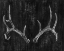 Picture of RUSTIC ANTLERS II