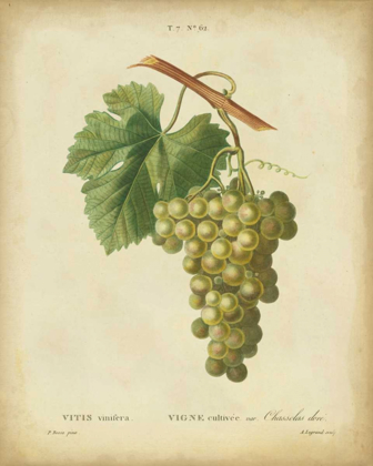 Picture of ANTIQUE BESSA GRAPES II