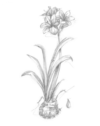 Picture of BOTANICAL SKETCH II