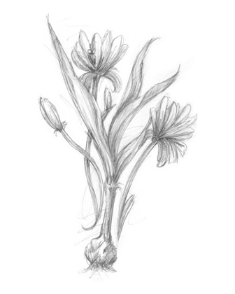 Picture of BOTANICAL SKETCH III