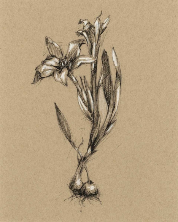 Picture of BOTANICAL SKETCH BLACK AND WHITE I