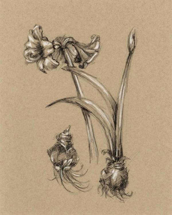 Picture of BOTANICAL SKETCH BLACK AND WHITE IV