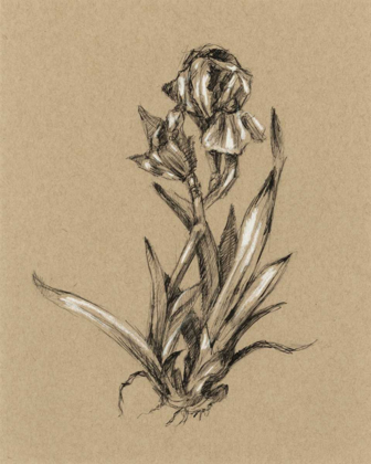 Picture of BOTANICAL SKETCH BLACK AND WHITE VI