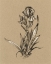 Picture of BOTANICAL SKETCH BLACK AND WHITE VI