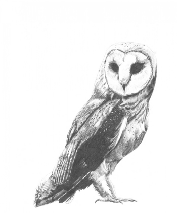 Picture of WILDLIFE SNAPSHOT- OWL