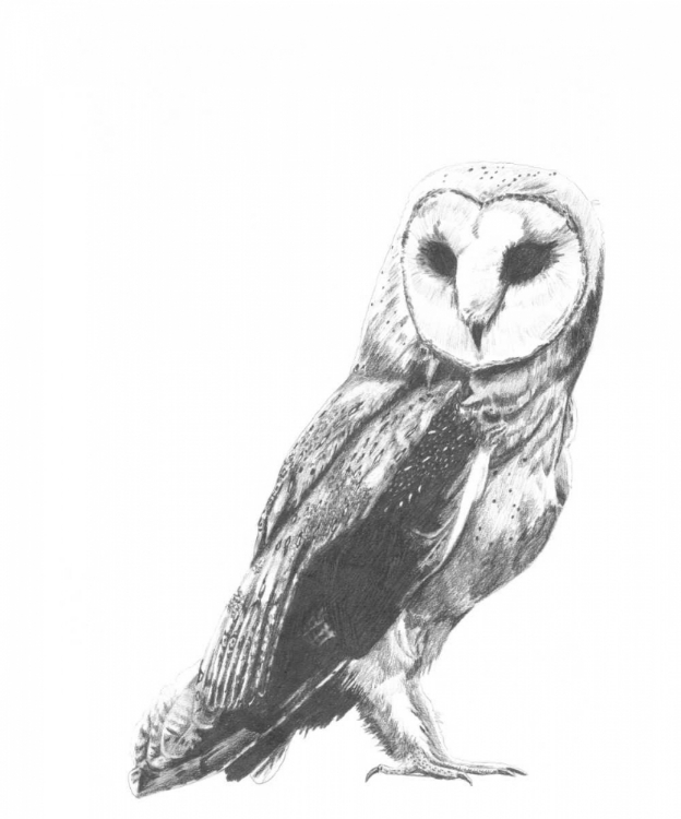 Picture of WILDLIFE SNAPSHOT- OWL