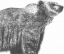 Picture of WILDLIFE SNAPSHOT- GRIZZLY