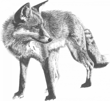 Picture of WILDLIFE SNAPSHOT- FOX