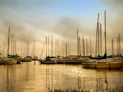 Picture of MORNING FOG