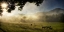 Picture of RUNNING IN THE MIST