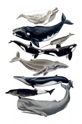 Picture of WHALE DISPLAY I