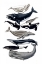 Picture of WHALE DISPLAY I