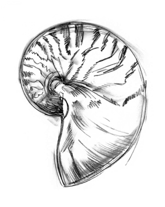 Picture of UA CH SHELL SKETCH IV