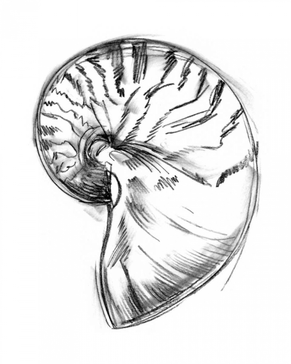 Picture of UA CH SHELL SKETCH IV