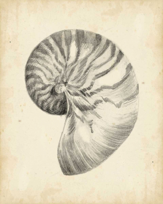 Picture of ANTIQUE SHELL STUDY I