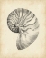 Picture of ANTIQUE SHELL STUDY I