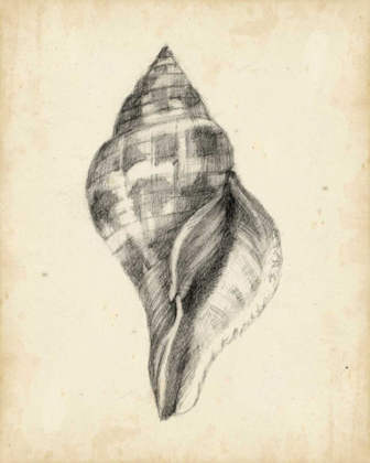 Picture of ANTIQUE SHELL STUDY II