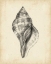 Picture of ANTIQUE SHELL STUDY II