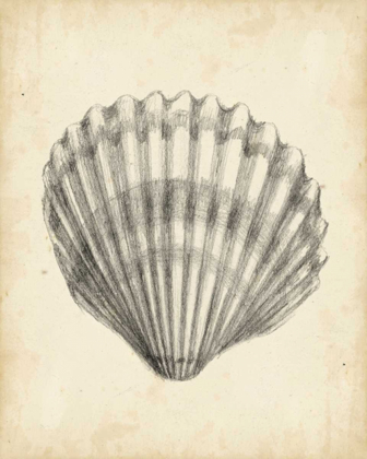 Picture of ANTIQUE SHELL STUDY III