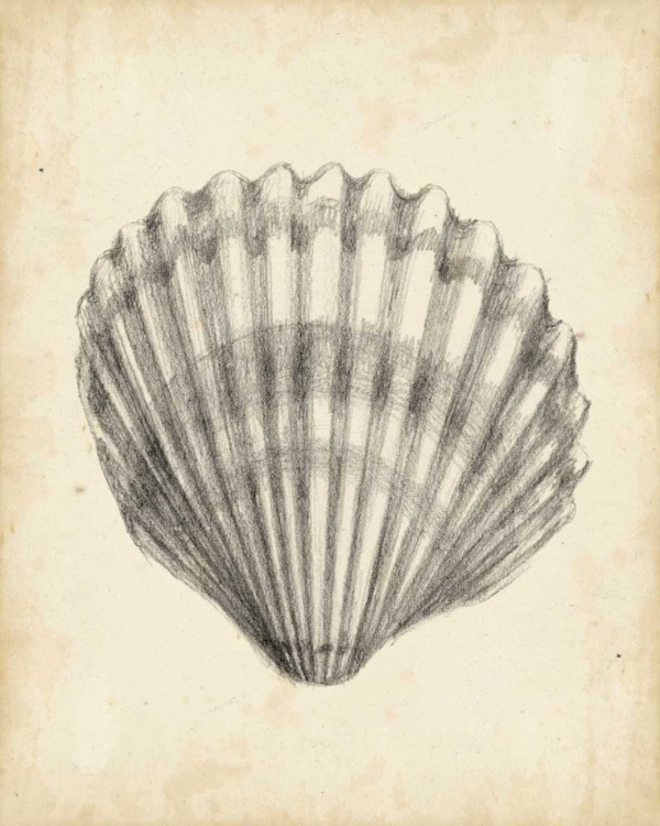 Picture of ANTIQUE SHELL STUDY III