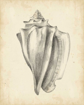 Picture of ANTIQUE SHELL STUDY IV