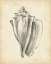 Picture of ANTIQUE SHELL STUDY IV