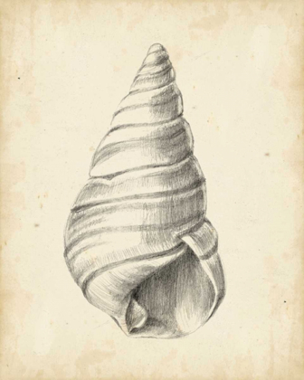 Picture of ANTIQUE SHELL STUDY V