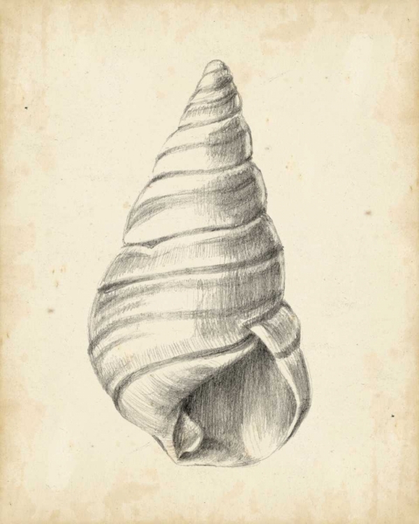 Picture of ANTIQUE SHELL STUDY V