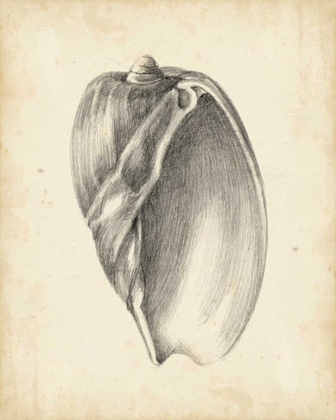 Picture of ANTIQUE SHELL STUDY VI