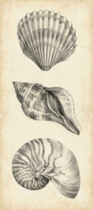 Picture of ANTIQUE SHELL STUDY PANEL I