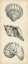 Picture of ANTIQUE SHELL STUDY PANEL I