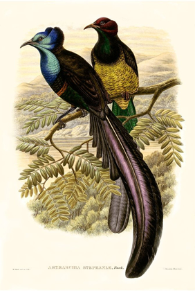 Picture of GOULD BIRD OF PARADISE I