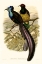 Picture of GOULD BIRD OF PARADISE I
