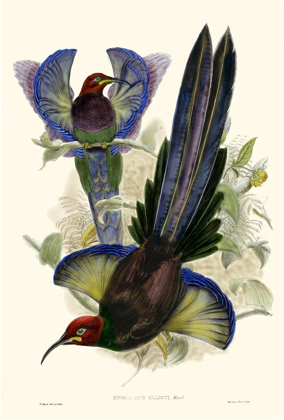 Picture of GOULD BIRD OF PARADISE III