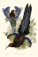 Picture of GOULD BIRD OF PARADISE III