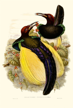 Picture of GOULD BIRD OF PARADISE IV