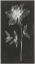 Picture of SINGLE STEM IV